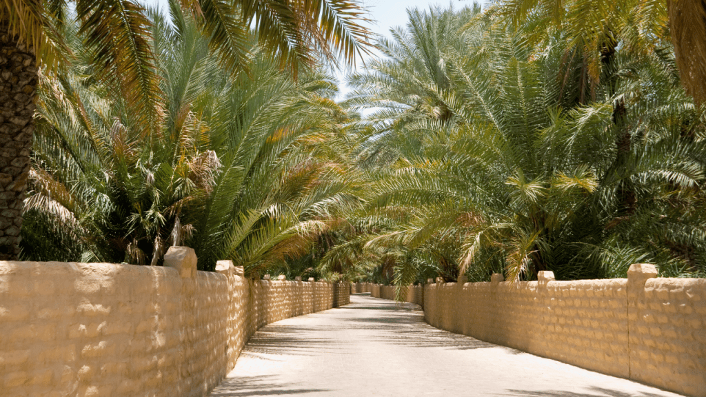 Seven Unmissable Things To Do in Al Ain The Garden City of UAE British Muslim Magazine