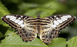 Distinct Wildlife to look out for in the UK this summer